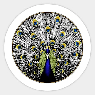 Peacock in a circle Sticker